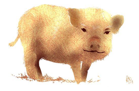 Golden Pig