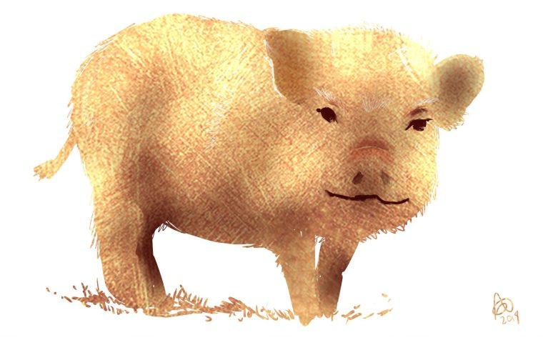 Golden Pig